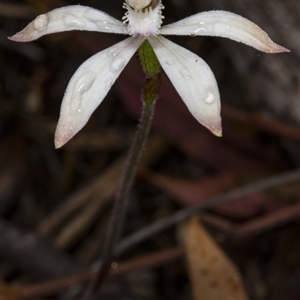 Caladenia ustulata at Undefined Area - suppressed