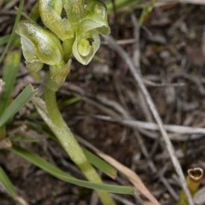 Hymenochilus cycnocephalus at Point 20 - 8 Oct 2017