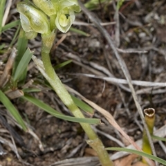 Hymenochilus cycnocephalus at Point 20 - 8 Oct 2017