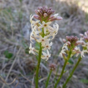 Stackhousia monogyna at Molonglo Valley, ACT - 1 Oct 2017