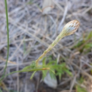 Leptorhynchos squamatus at Molonglo Valley, ACT - 1 Oct 2017