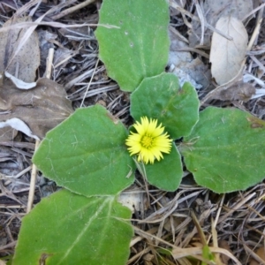 Cymbonotus sp. (preissianus or lawsonianus) at Molonglo Valley, ACT - 1 Oct 2017