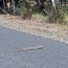 Varanus rosenbergi (Heath or Rosenberg's Monitor) at Wamboin, NSW - 12 Mar 2016 by Varanus