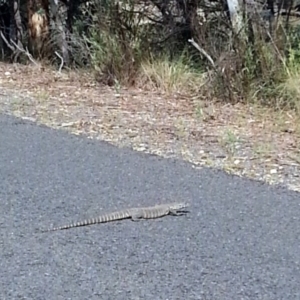 Varanus rosenbergi at Wamboin, NSW - suppressed