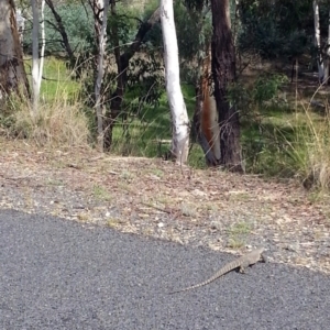 Varanus rosenbergi at Wamboin, NSW - suppressed