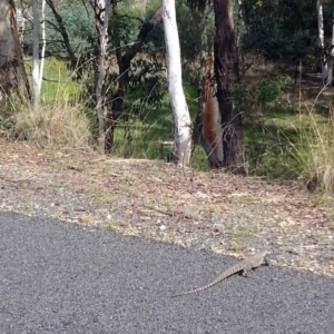 Varanus rosenbergi at Wamboin, NSW - 12 Mar 2016