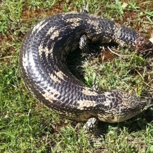 Tiliqua nigrolutea at Wamboin, NSW - 17 Dec 2016