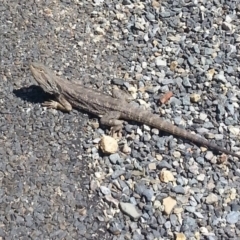 Pogona barbata (Eastern Bearded Dragon) at QPRC LGA - 10 Oct 2017 by Varanus