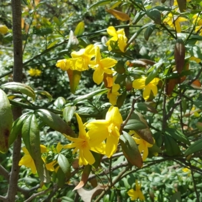 Jasminum mesnyi at Isaacs Ridge and Nearby - 11 Oct 2017 by Mike