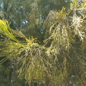 Exocarpos cupressiformis at Wanniassa Hill - 11 Oct 2017 12:00 PM