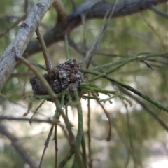 Fungal gall of Exocarpus sp. at Wanniassa Hill - 11 Oct 2017 by Mike