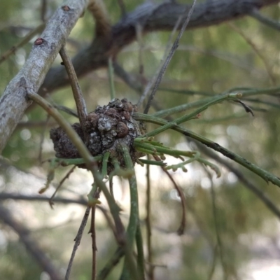 Fungal gall of Exocarpus sp. at Tuggeranong DC, ACT - 11 Oct 2017 by Mike