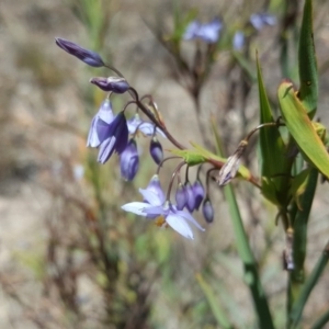 Stypandra glauca at Jerrabomberra, ACT - 11 Oct 2017