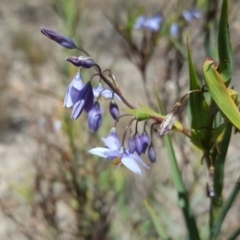 Stypandra glauca (Nodding Blue Lily) at Jerrabomberra, ACT - 11 Oct 2017 by Mike
