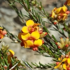 Dillwynia sericea (Egg And Bacon Peas) at Wanniassa Hill - 12 Oct 2017 by Mike