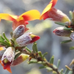 Dillwynia sericea at Wanniassa Hill - 12 Oct 2017 05:14 PM