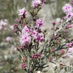 Kunzea parvifolia (Violet Kunzea) at Wanniassa Hill - 11 Oct 2017 by Mike