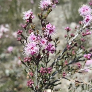 Kunzea parvifolia at Wanniassa Hill - 11 Oct 2017 12:23 PM