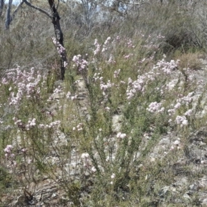 Kunzea parvifolia at Wanniassa Hill - 11 Oct 2017