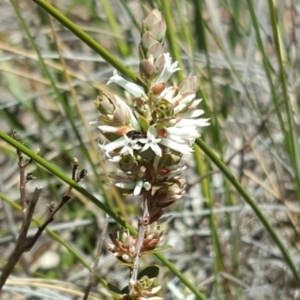 Brachyloma daphnoides at Wanniassa Hill - 11 Oct 2017 12:21 PM