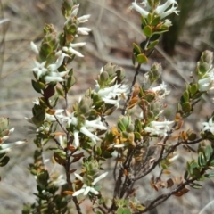 Brachyloma daphnoides at Wanniassa Hill - 11 Oct 2017 12:21 PM