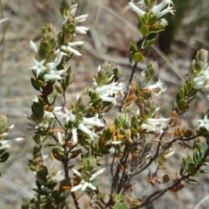 Brachyloma daphnoides at Wanniassa Hill - 11 Oct 2017 12:21 PM