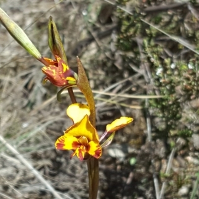 Diuris semilunulata (Late Leopard Orchid) at Wanniassa Hill - 11 Oct 2017 by Mike