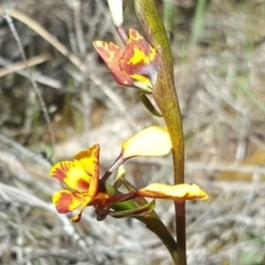 Diuris semilunulata at Wanniassa Hill - suppressed