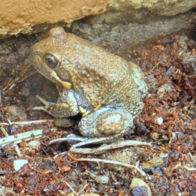 Limnodynastes dumerilii (Eastern Banjo Frog) at QPRC LGA - 5 Nov 2012 by Varanus