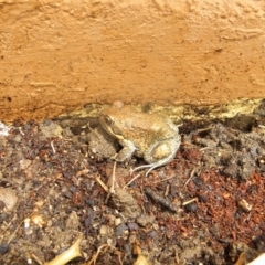 Limnodynastes dumerilii at Wamboin, NSW - 5 Nov 2012 12:47 PM