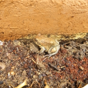 Limnodynastes dumerilii at Wamboin, NSW - 5 Nov 2012