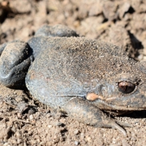 Limnodynastes dumerilii at Wamboin, NSW - 3 Oct 2017