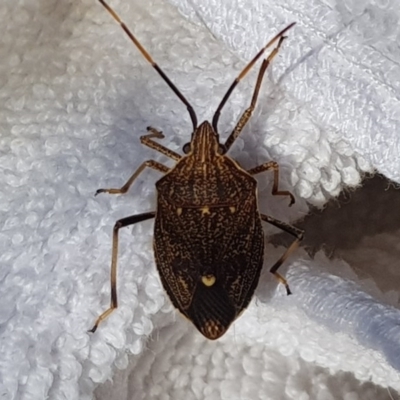 Poecilometis strigatus (Gum Tree Shield Bug) at QPRC LGA - 11 Oct 2017 by Speedsta