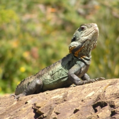 Intellagama lesueurii howittii (Gippsland Water Dragon) at ANBG - 11 Oct 2017 by MatthewFrawley