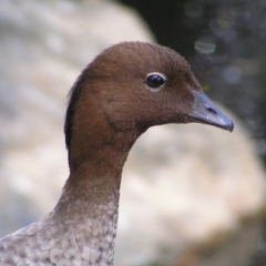 Chenonetta jubata (Australian Wood Duck) at Acton, ACT - 11 Oct 2017 by MatthewFrawley