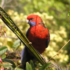 Platycercus elegans (Crimson Rosella) at ANBG - 11 Oct 2017 by MatthewFrawley