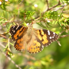 Vanessa kershawi (Australian Painted Lady) at Acton, ACT - 11 Oct 2017 by MatthewFrawley