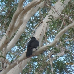 Corcorax melanorhamphos (White-winged Chough) at Wolumla, NSW - 9 Oct 2017 by PatriciaDaly