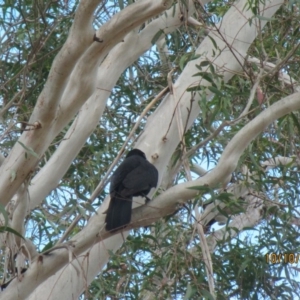 Corcorax melanorhamphos at Wolumla, NSW - 10 Oct 2017 09:21 AM