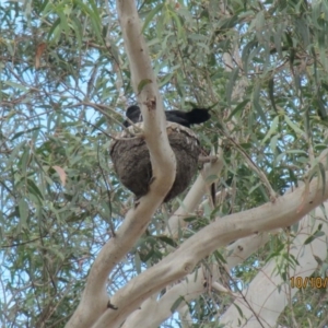 Corcorax melanorhamphos at Wolumla, NSW - 10 Oct 2017