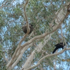 Corcorax melanorhamphos at Wolumla, NSW - 10 Oct 2017