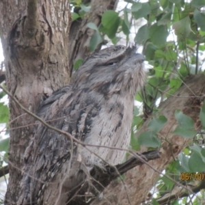 Podargus strigoides at Wolumla, NSW - 6 Oct 2017