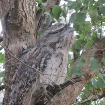 Podargus strigoides (Tawny Frogmouth) at Wolumla, NSW - 6 Oct 2017 by PatriciaDaly