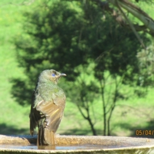 Ptilonorhynchus violaceus at Wolumla, NSW - 5 Apr 2017 10:46 AM