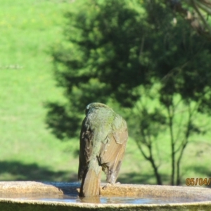 Ptilonorhynchus violaceus at Wolumla, NSW - 5 Apr 2017 10:46 AM