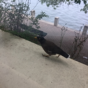 Acridotheres tristis at Greenway, ACT - 11 Oct 2017