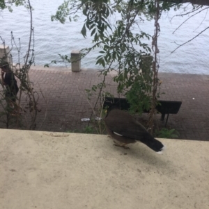 Acridotheres tristis at Greenway, ACT - 11 Oct 2017