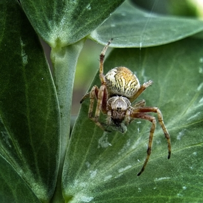 Salsa fuliginata (Sooty Orb-weaver) at Banks, ACT - 11 Oct 2017 by UserfaKgHkxs