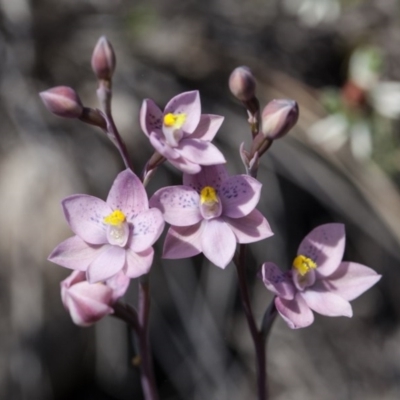 Thelymitra x irregularis (Crested Sun Orchid) at Murrumbateman, NSW - 11 Oct 2017 by SallyandPeter