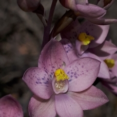 Thelymitra x irregularis at Murrumbateman, NSW - suppressed